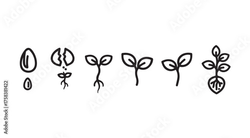 Seed germination stages showing plant growth from seed to seedling isolated on white vector