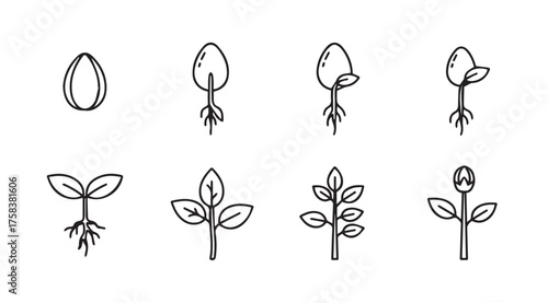 Seed germination stages growth plant development icons simple hand drawn style vector