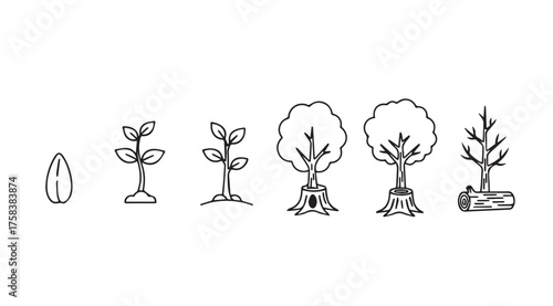 Hand drawn seedling to mature tree life cycle stages sketch artistic growth progression vector