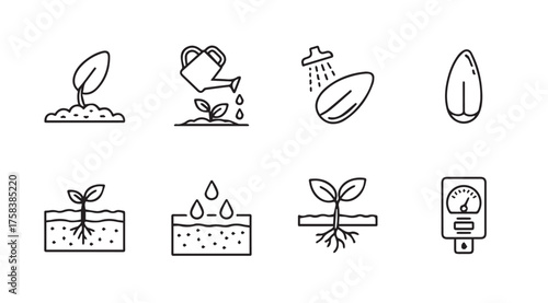 Seed germination stages growing plant life cycle from seed to sprout icons set vector