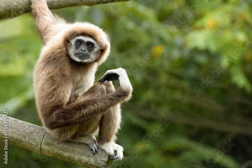 Tableau sur toile lar gibbon white-handed gibbon, an endangered primate in the gibbon family