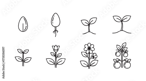 Stages of plant growth from seed to blooming flower and fruiting plant hand drawn style vector
