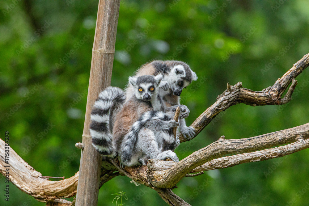 Obraz premium Two playful lemurs interacting on a tree branch in a lush green environment