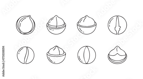 Hand drawn macadamia nuts set realistic sketch style natural healthy food ingredient isolated elements vector
