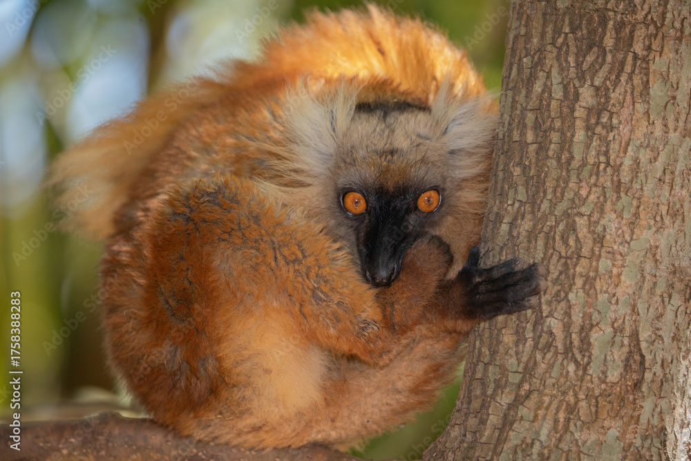 Obraz premium Blue eyed lemur on tree in forest