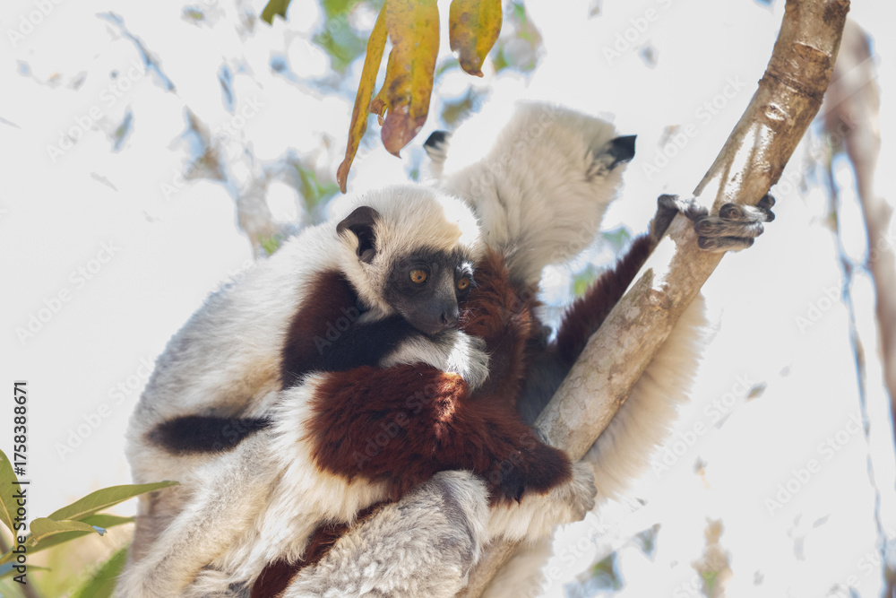 Fototapeta premium Endangered Coquerel Sifaka Lemur Propithecus coquereli Madagascar