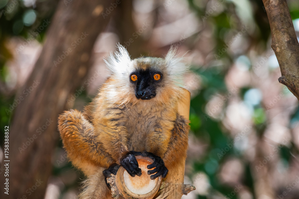 Obraz premium Blue eyed lemur on tree in forest