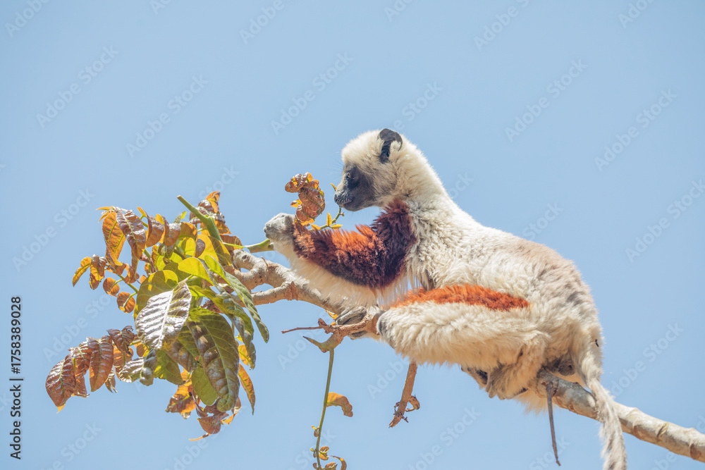 Obraz premium Endangered Coquerel Sifaka Lemur Propithecus coquereli Madagascar