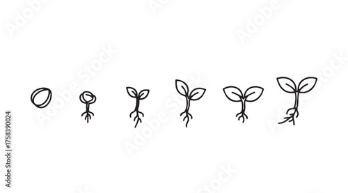 Seedling growth stages from seed to sprout plant lifecycle development concept vector
