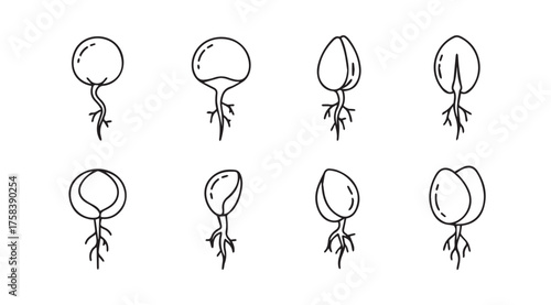 Hand drawn botanical seed germination stages sketch collection showing growth from root to sprout vector