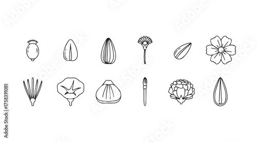 Artistic line drawings of botanical elements floral buds and petals in a collection vector
