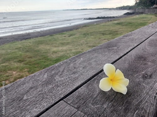 Single yellow frangipani flower rests on weathered wooden planks near a peaceful beach