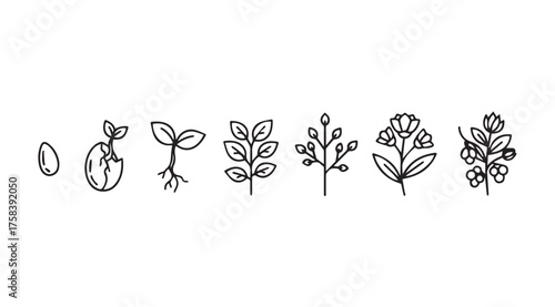 Stages of plant growth from seed to mature plant organic development botanical progression artistic sketch vector