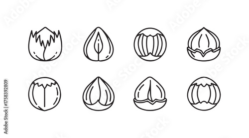 Set of hand drawn hazelnut icons variety of angles and styles isolated food graphics vector