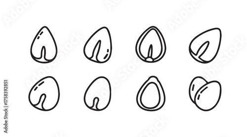 Collection of simple line drawing icons representing beans or seeds in various stages of growth vector