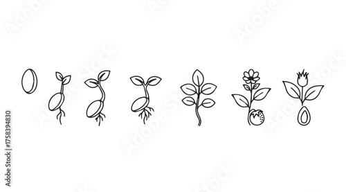 Seed germination stages illustrated plant growth sequence from seed to sprout and mature plant vector