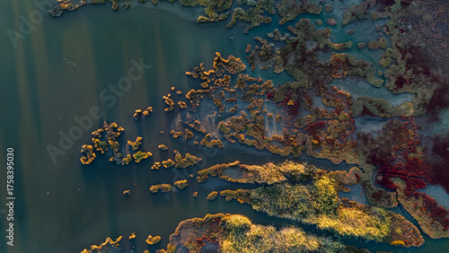 A top down aerial view of a coastal wetland with a network of water channels running through patches of golden and brown reeds creating a beautiful and intricate natural design
