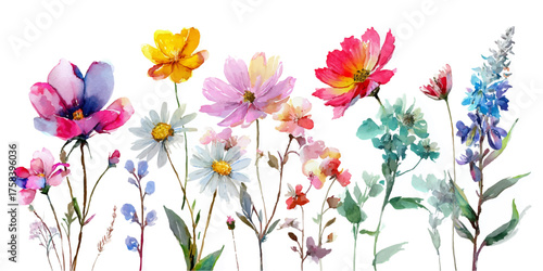 Vibrant watercolor painting of a diverse collection of wildflowers in full bloom against a white background