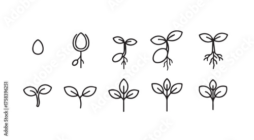 Seedling growth stages plant life cycle development isolated hand drawn sketch vector