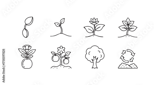 Hand drawn icons representing plant growth stages from seedling to mature tree and plant vector