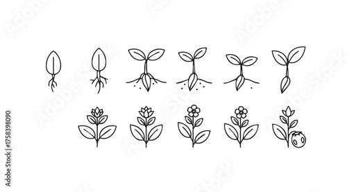 Hand drawn plant growth stages sequence sprouts seedlings from seed to blossom organic botany vector