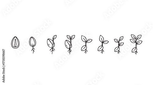 Seed germination and plant growth stages timeline doodle art sequence vector