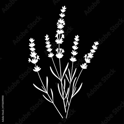White Lavender Silhouette Illustration on Black Background