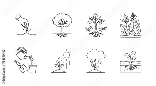 Set of icons depicting plant growth stages from seed to mature tree and watering cultivation vector