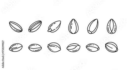 Ten textured hand drawn seed illustrations showing diverse shapes and forms vector