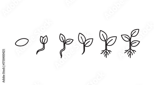 Seedling growth stages illustrated from seed sprouting to mature plant science vector