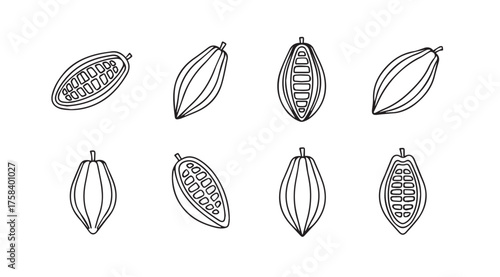 Hand drawn cocoa pods variety selection fresh natural organic ingredients food agriculture foodstuff vector