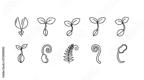 Seedling growth stages hand drawn outline collection sprouts germination development lifecycle natural botany vector