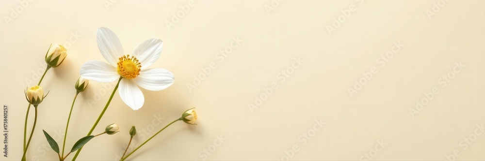 Fototapeta premium Delicate white wildflower, beige backdrop Minimalist floral design , minimal, elegant, image