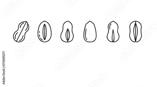 Collection of hand drawn peanut icons simple line art symbols food ingredients organic healthy eating vector