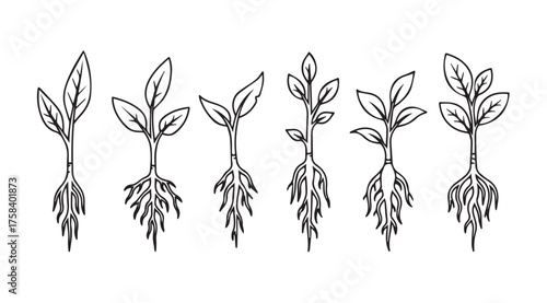 Sketchy seedlings and roots organic growth stages isolated hand drawn botanical elements vector