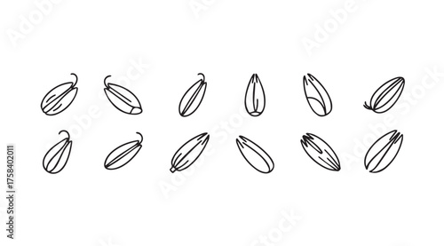Collection of hand drawn sunflower seeds in different orientations artistic sketch style isolated on white vector
