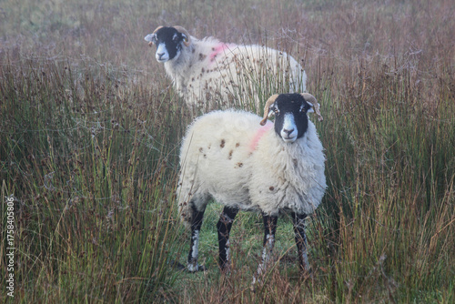 Two young Swaledale ewes on moorland in autumn