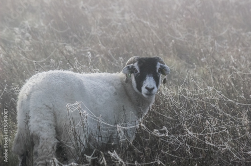 Swaledale ewe on cobweb covered moorland in autumn