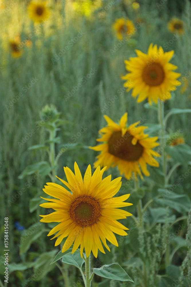 Fototapeta premium Sonnenblumen
