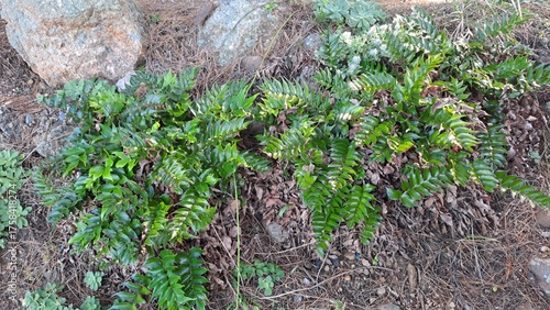 dense green foliage of polystichum polyblepharum (korean tassel fern) growing on the coastal forest floor