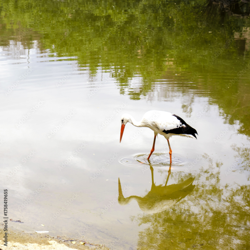 Obraz premium Very beautiful animals