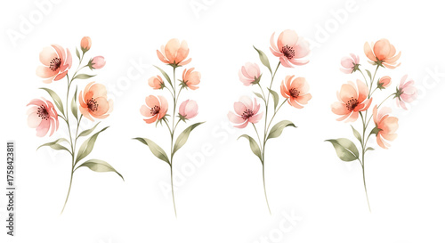 Delicate watercolor peony blossoms in soft peach and pink hues isolated on white background
