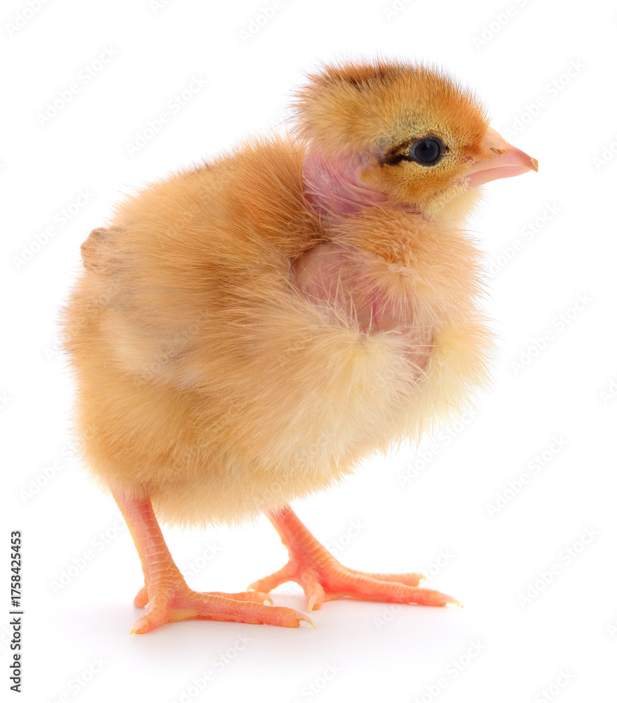 Obraz premium Naked neck chick isolated on white background