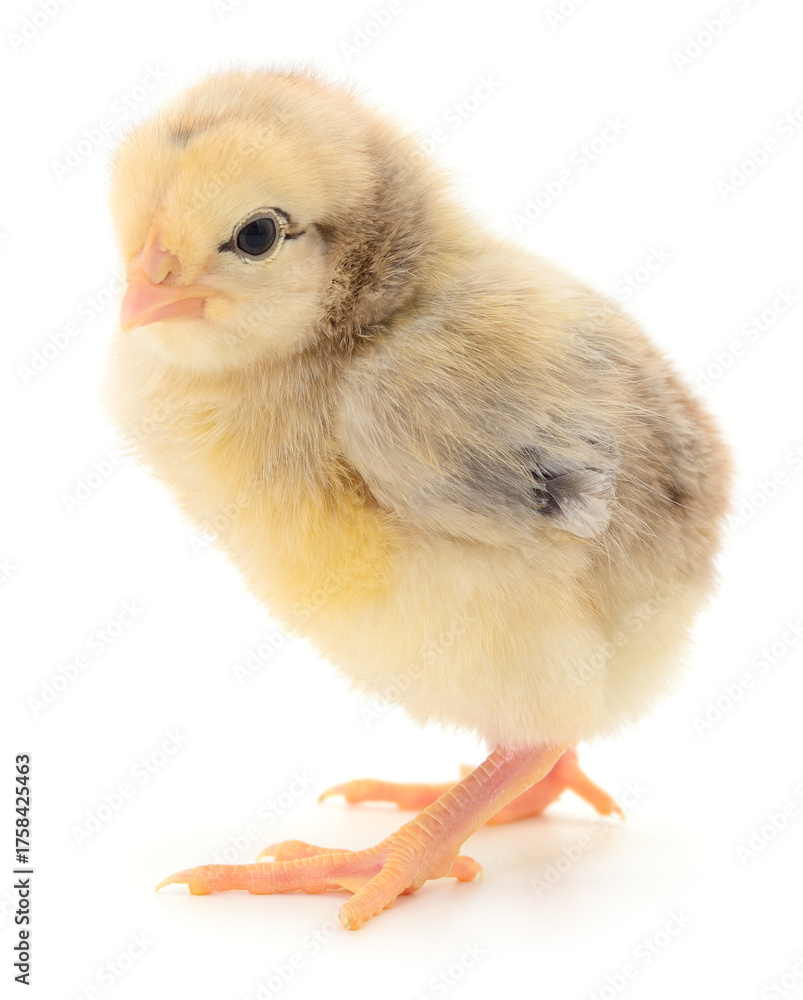 Fototapeta premium Cute baby chick isolated on white background