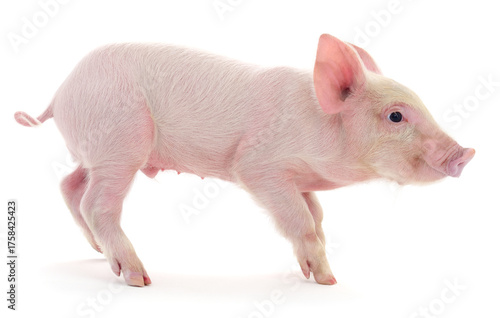 Pink piglet walking isolated on white background
