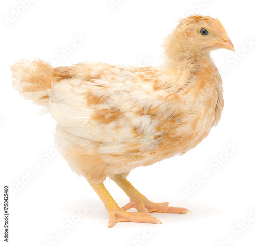 Young cream brown chicken isolated on white background