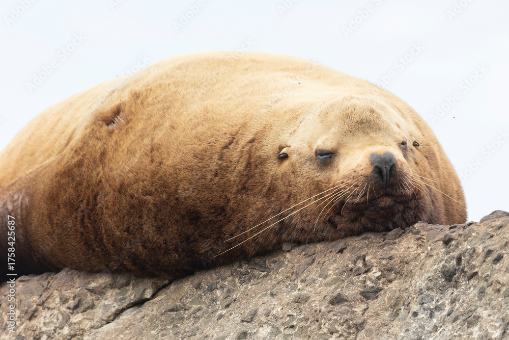 Naklejka premium Steller sea lion's rookery. Nevelsk, Sahalinskaya Oblast, Russia