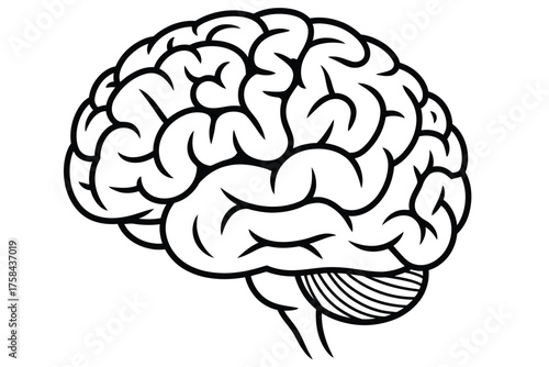Detailed line drawing vector illustration of human brain for medical and educational applications silhouette