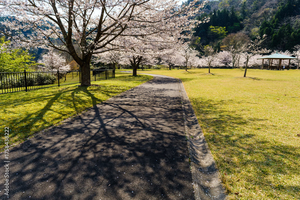 Obraz premium 桜のある風景