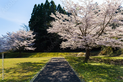 桜のある風景